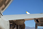 EC-121T Constellation