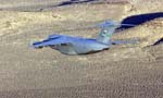 C-17