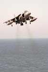 Harrier