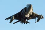 Harrier