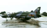Hawk