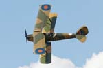 Tiger Moth
