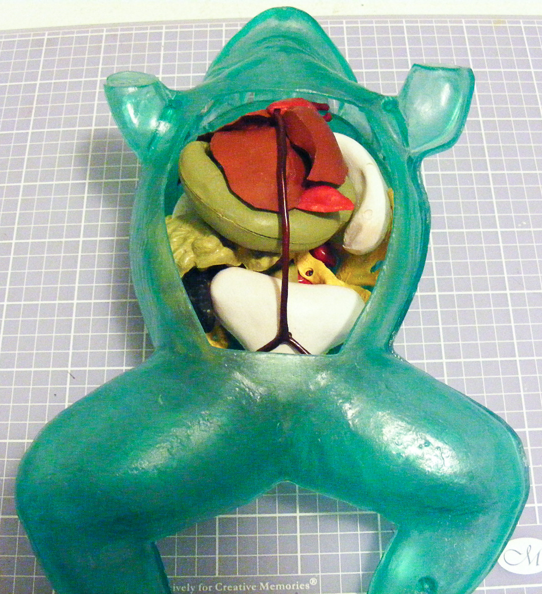 Lindberg 0301 1/1 Transparent Bullfrog Build Image 05
