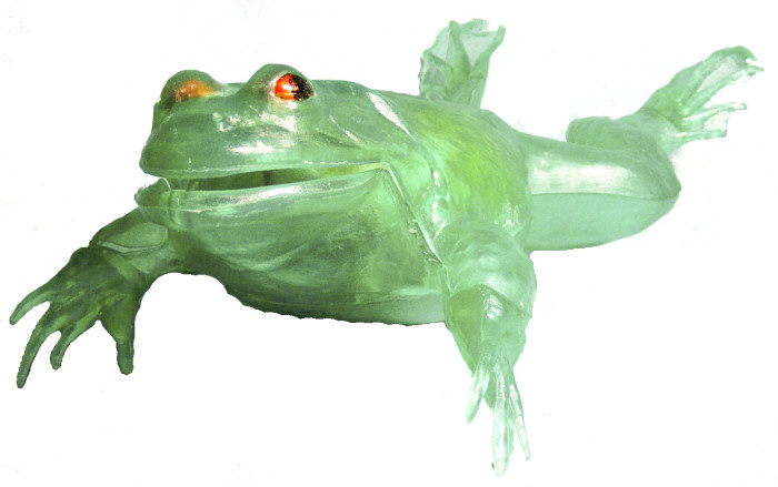 Transparent Bullfrog