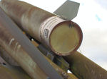 Bloodhound